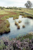 Casalborsetti � Ravenna